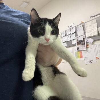 Domestic Short Hair Cats Available for Adoption - Barrel | PetCurious