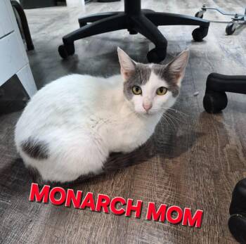 Monarch Mom -  Domestic Short Hair Cat Available for Adoption in Rome, Georgia - Monarch Mom | PetCurious