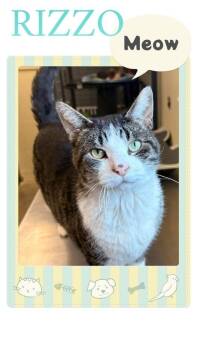 Rizzo -  Domestic Short Hair Cat for Adoption in Rensselaer, Indiana - Rizzo | PetCurious