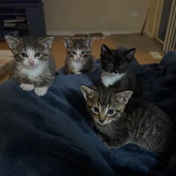 Domestic Short Hair Cats Available for Adoption in Naperville, Illinois - Java | PetCurious