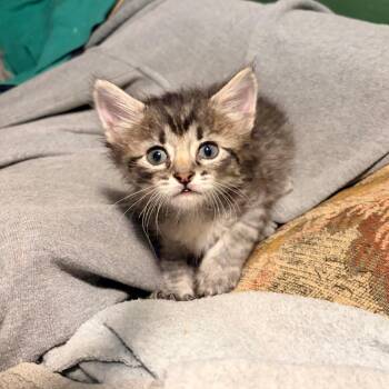Gimli -  Domestic Short Hair Cat Available for Adoption in Columbia, Missouri - Gimli | PetCurious