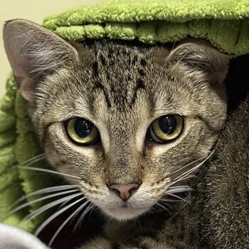 Milo -  Domestic Short Hair Cat Available for Adoption in Victor, New York - Milo | PetCurious