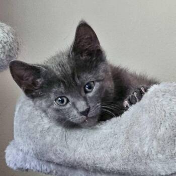 Tabby Cats Available for Adoption in Wayne, New Jersey - Noah | PetCurious