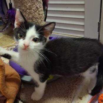 Crescent -  Domestic Short Hair Cat for Adoption in Philadelphia, Pennsylvania - Crescent | PetCurious