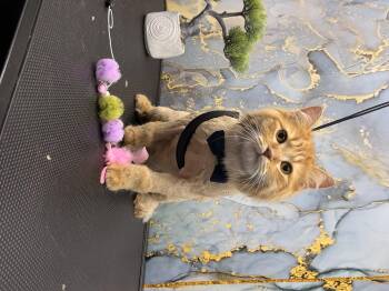 Cheez Whiz -  Domestic Medium Hair Cat for Adoption in Steinbach, Manitoba - Cheez Whiz | PetCurious