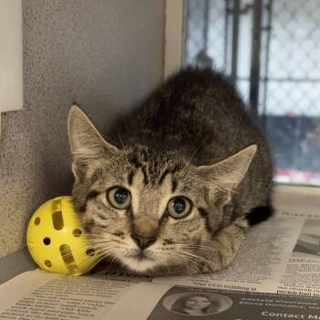 Kumquat -  Domestic Short Hair Cat for Adoption in San Antonio, Texas - Kumquat | PetCurious