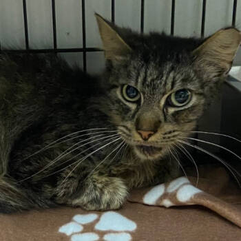 Rescue Domestic Short Hair Cats for Adoption in Austin, Texas - Tomatillo Mike | PetCurious
