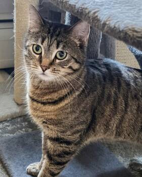 Abyssinian and Domestic Short Hair Cats Available for Adoption - Harper | PetCurious