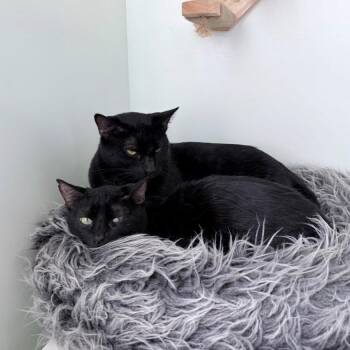 Balthazar -  Domestic Short Hair Cat Available for Adoption - Balthazar | PetCurious