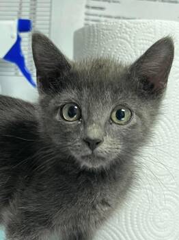 Buttercup -  Domestic Short Hair Cat for Adoption in Bolivar, Missouri - Buttercup | PetCurious