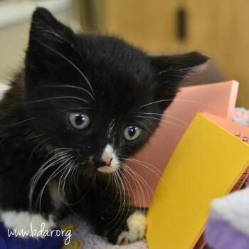 Romy -  Domestic Short Hair Cat Available for Adoption in Cheyenne, Wyoming - Romy | PetCurious