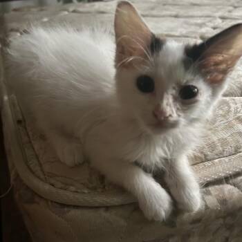 Maven -  Domestic Long Hair Cat for Adoption in Auburn, Alabama - Maven | PetCurious