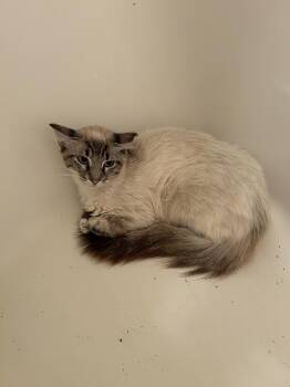 Toriel -  Siamese and American Shorthair Cat for Adoption in Pacifica, California - Toriel | PetCurious