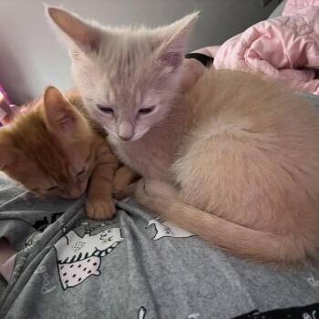 Domestic Short Hair Cats Available for Adoption in Jarrettsville, Maryland - Miney | PetCurious