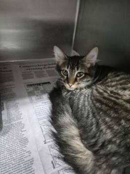 Sasuke $75 -  Domestic Medium Hair and Domestic Short Hair Cat for Adoption in Seneca, South Carolina - Sasuke $75 | PetCurious