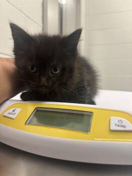 Domestic Short Hair Cats Available for Adoption in Indianapolis, Indiana - WEMBY | PetCurious