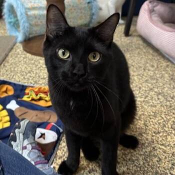 Marlin -  Domestic Short Hair Cat for Adoption in Merriam, Kansas - Marlin | PetCurious