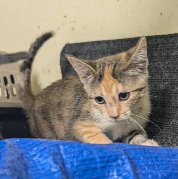 Kari -  Domestic Short Hair Cat for Adoption in Riverside, California - Kari | PetCurious