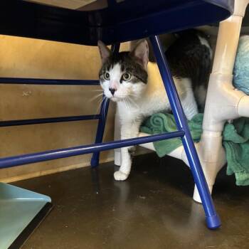 Domestic Short Hair Cats Available for Adoption - Lefty | PetCurious