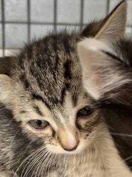 Domestic Short Hair Cats Available for Adoption in Dallas, Texas - MISS PIGGY | PetCurious