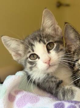 Middle -  Domestic Short Hair Cat for Adoption in Menomonie, Wisconsin - Middle | PetCurious