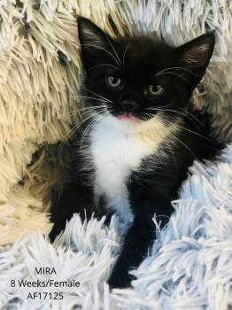Mira -  Domestic Short Hair Cat for Adoption - Mira | PetCurious