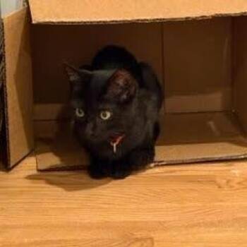 Rescue Domestic Short Hair Cats for Adoption in Evanston, Illinois - Eunice | PetCurious