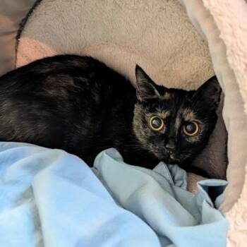 Domestic Short Hair Cats Available for Adoption in Richmond, Virginia - Onyx | PetCurious