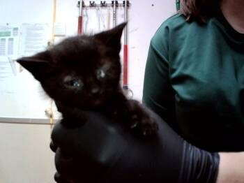 Domestic Short Hair Cats Available for Adoption in Martinez, California - A1047388 | PetCurious