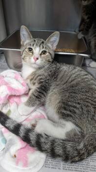 Elton -  Domestic Short Hair Cat for Adoption in Evansville, Indiana - Elton | PetCurious