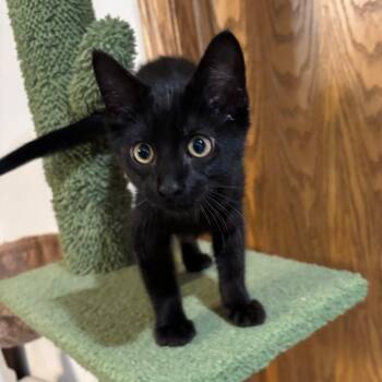 Pippin -  Domestic Short Hair Cat for Adoption in Wichita, Kansas - Pippin | PetCurious