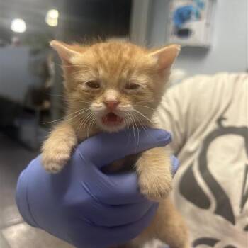 Kix -  Domestic Short Hair Cat for Adoption in Salt Lake City, Utah - Kix | PetCurious