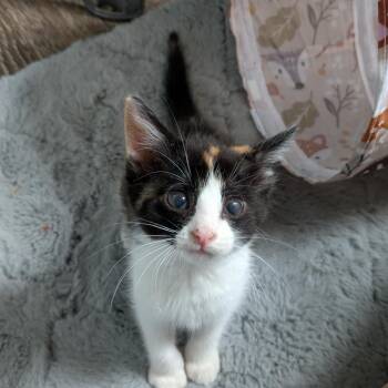 Wren -  Domestic Short Hair Cat for Adoption in Oshkosh, Wisconsin - Wren | PetCurious
