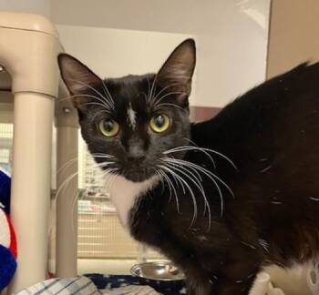 VIVIENNE -  Domestic Short Hair Cat for Adoption in Springfield, Massachusetts - VIVIENNE | PetCurious