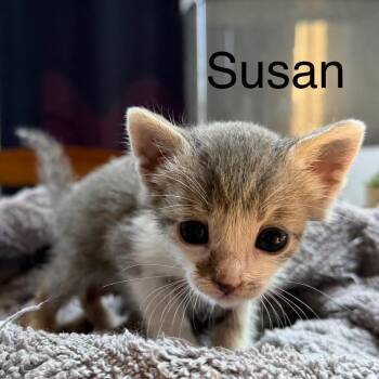 Susan -  Domestic Short Hair Cat for Adoption in Nampa, Idaho - Susan | PetCurious