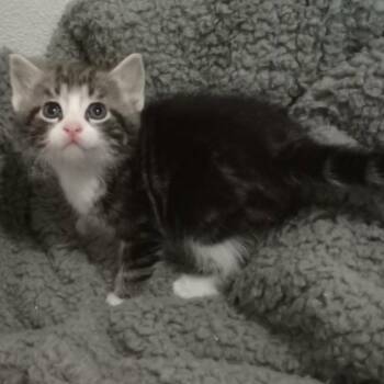 Ruby C12011 -  Domestic Short Hair Cat for Adoption - Ruby C12011 | PetCurious