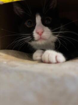 Peppermint -  Domestic Short Hair Cat for Adoption - Peppermint | PetCurious