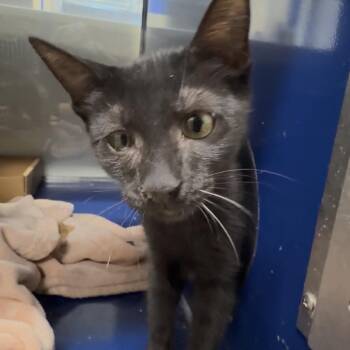 Mandy -  Domestic Short Hair Cat for Adoption in Los Angeles, California - Mandy | PetCurious
