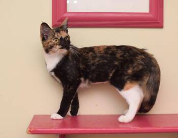 Jessie -  Maine Coon and Tortoiseshell Cat for Adoption in Hockessin, Delaware - Jessie | PetCurious
