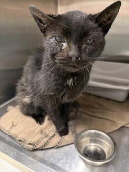 Hunt -  Domestic Short Hair Cat for Adoption in Lafayette, Indiana - Hunt | PetCurious