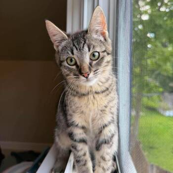Leia -  Domestic Short Hair Cat for Adoption in West Olive, Michigan - Leia | PetCurious