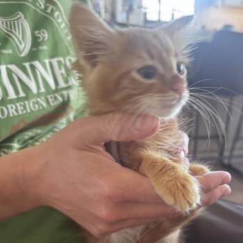 Tequilla -  Domestic Short Hair Cat for Adoption in Pleasanton, California - Tequilla | PetCurious