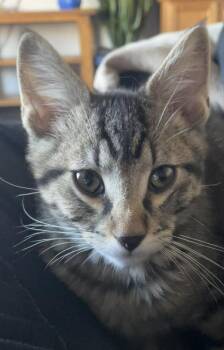 Castana Hale -  Domestic Short Hair Cat for Adoption in West Peoria, Illinois - Castana Hale | PetCurious