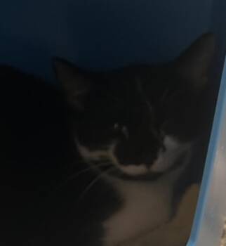Panini Press -  Domestic Short Hair Cat for Adoption in Golden, Colorado - Panini Press | PetCurious