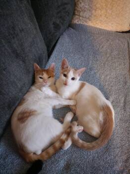 Rescue Domestic Short Hair Cats for Adoption in Johnston, Rhode Island - Kittens #104 And #107 | PetCurious