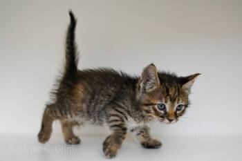 Nova -  Domestic Short Hair Cat Available for Adoption in Elmwood, Louisiana - Nova | PetCurious
