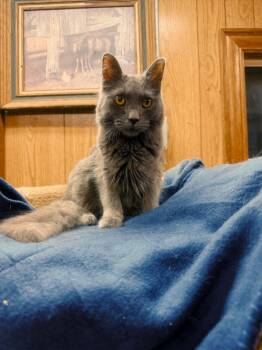 Rescue Domestic Long Hair Cats for Adoption in Richland Center, Wisconsin - Dill | PetCurious