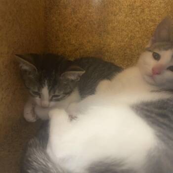 Merlin -  Domestic Short Hair Cat for Adoption in Philadelphia, Pennsylvania - Merlin | PetCurious