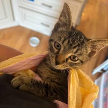 Bear -  Domestic Short Hair Cat for Adoption in New York, New York - Bear | PetCurious