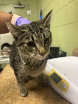 Rescue Domestic Short Hair Cats for Adoption in Indianapolis, Indiana - ALICIA | PetCurious